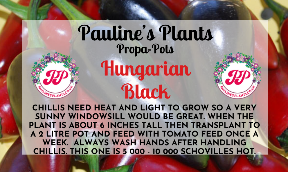 Propa-pot - Grow your own Hungarian Black Chilli plants - Great Christmas gift