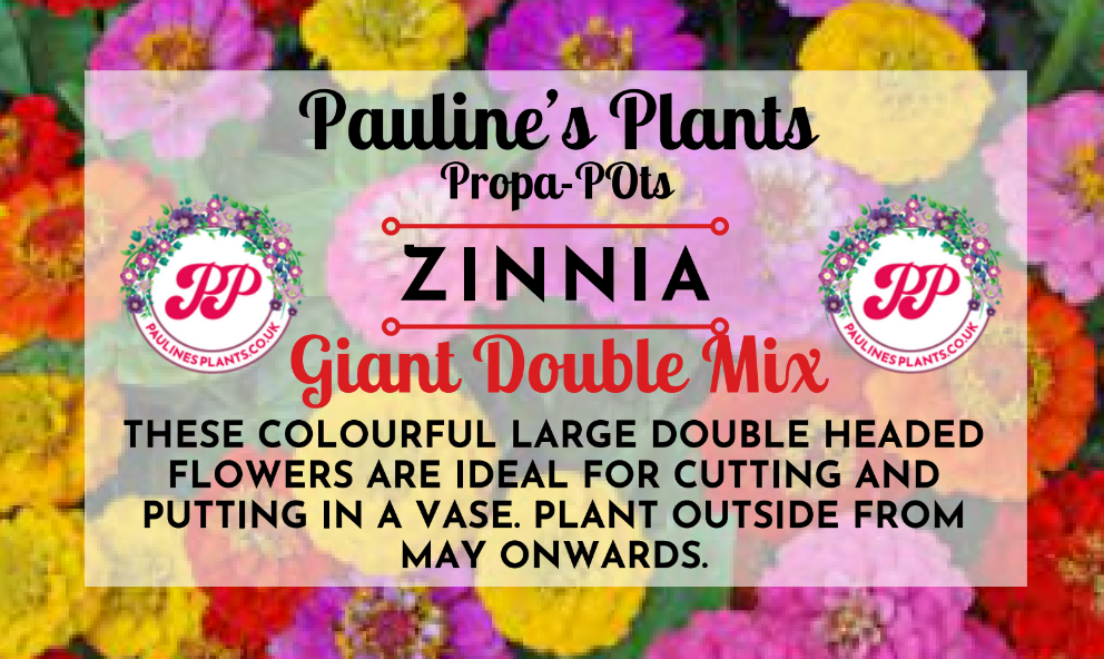 Propa-pot - Grow your own Zinnia flowers for bees- Great Christmas gift