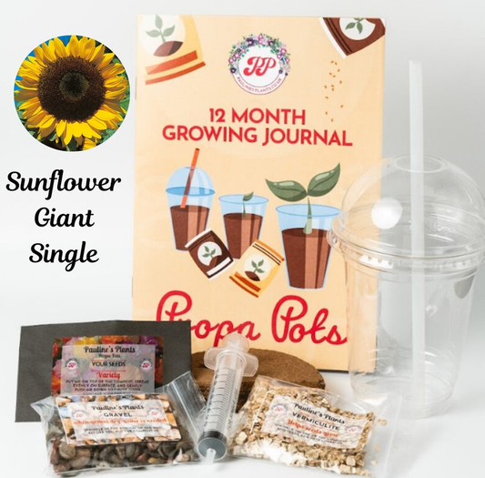 Propa-pot - Grow your own Giant Sunflowers - Christmas gift