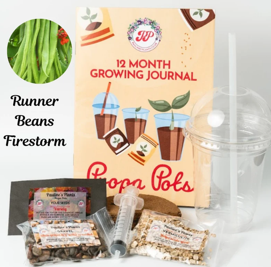 Propa-pot - Grow your own Runner Beans - Christmas gift