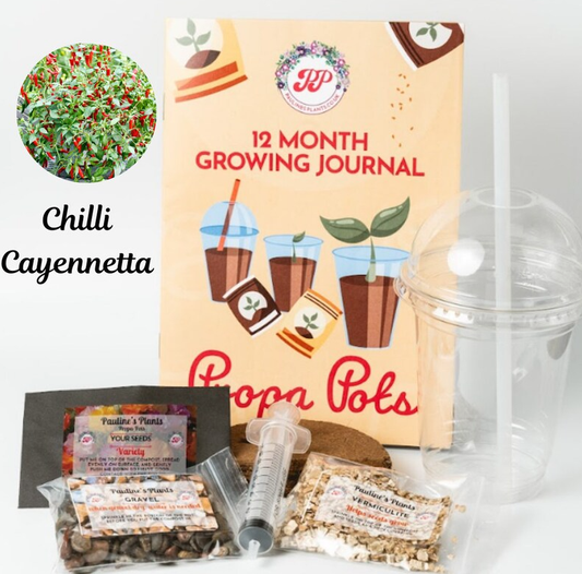 Propa-pot - Grow your own Cayannetta Chilli plants - Great Christmas gift