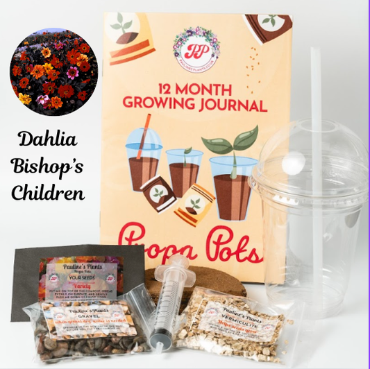 Propa-pot - Grow your own Dahlia (Bishops children) flowers for bees- Christmas gift