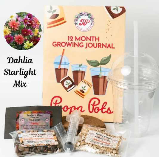 Propa-pot - Grow your own Dahlia (Starlight) flowers for bees- Great Christmas gift