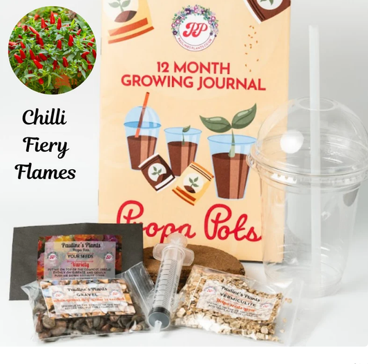 Propa-pot - Grow your own Firey Flames Chilli plants - Great Christmas gift