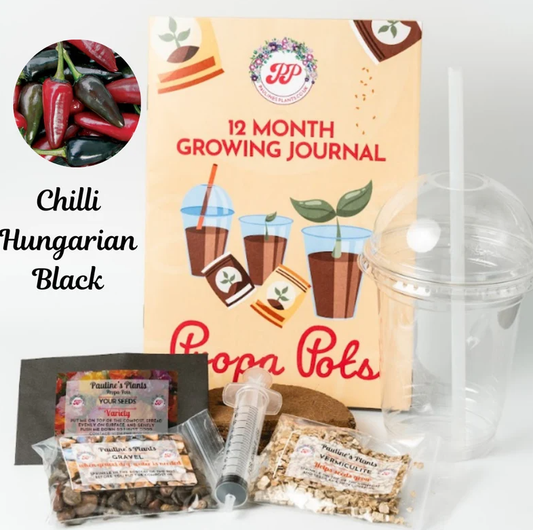 Propa-pot - Grow your own Hungarian Black Chilli plants - Great Christmas gift