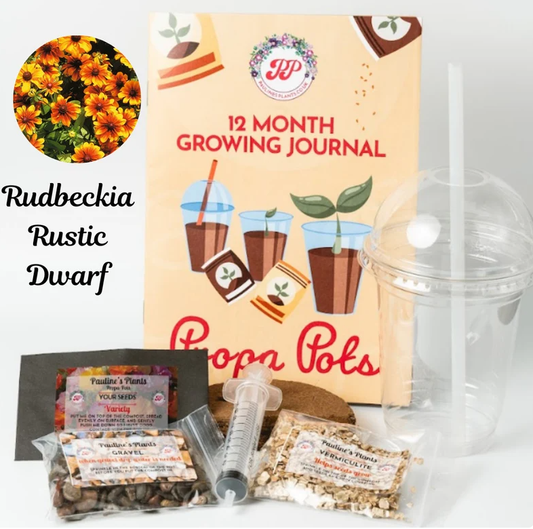 Propa-pot - Grow your own Rudbeckia flowers for bees- Great Christmas gift