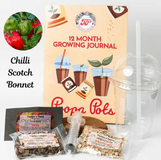 Propa-pot - Grow your own Scotch Bonnet Chilli plants - Great Christmas gift